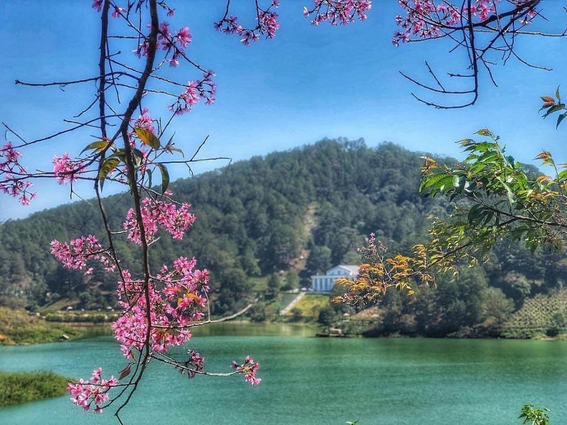 Da Lat ផ្កា ផ្កាសាគូរ៉ាតាមរដូវកាល និងជាស៊េរីនៃចំណុចដែលមានតម្លៃទៅទស្សនា ផ្កាសាគូរ៉ាតាមរដូវកាលនៅ Da Lat និងជាស៊េរីនៃគោលដៅទេសចរណ៍គួរតែថតរូប