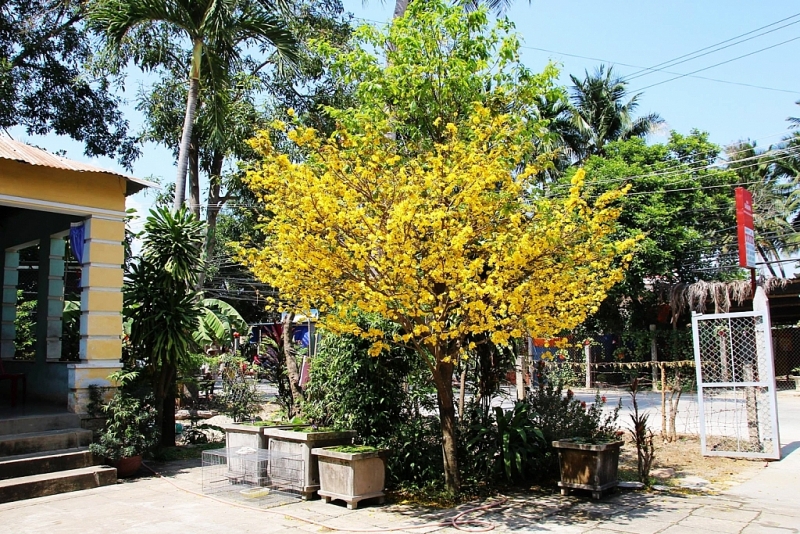 Nha Trang៖ ផ្កាអង្គារសិល៍ រីកពេញលេញដើម្បីស្វាគមន៍រដូវផ្ការីក Nha Trang៖ ផ្កាអង្គារសិល្ប៍ រីកស្គុះស្គាយទទួលស្វាគមន៍រដូវផ្ការីក
