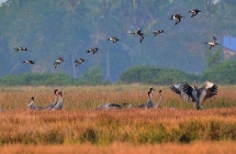 សត្វក្រៀលជាង១០០ក្បាល ត្រូវបានកត់ត្រាវត្តមាននៅតំបន់ការពារចំនួន៤ នៅកម្ពុជា