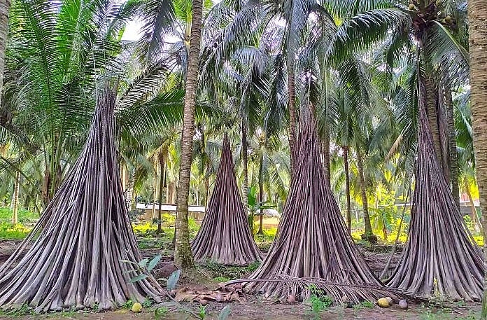 Ben Tre ដ៏ស្រស់ស្អាត និងស្ងប់ស្ងាត់តាមរយៈមុំរូបថតរបស់ក្មេងប្រុស Ben Tre ដ៏ស្រស់ស្អាត និងសុខសាន្តតាមរយៈរូបថតរបស់យុវបុរស