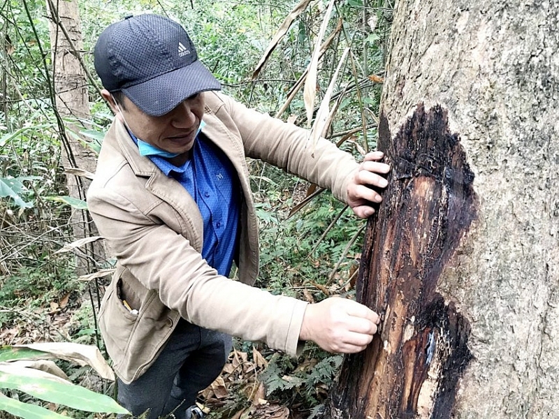 ព្រៃដើមដួងចែមដ៏ប្លែកៗ នៅកណ្តាលរាប់ពាន់ ភាពវិសេសវិសាលនៃដើមដួងចែមនៅក្នុងកណ្តាលព្រៃ