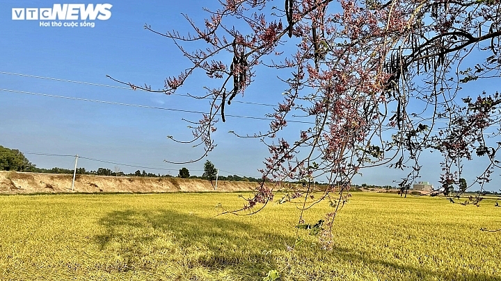 គយគន់ 'ផ្កាសាគូរីភាគខាងលិច' បង្ហាញសម្រស់ពណ៌ក្រហមនៅជនបទ