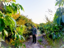 លង់ស្នេហា​ក្នុង​សួន​ផ្លែ​គេលេន​ដ៏​ស្រស់​ស្អាត​ក្នុង​ទីក្រុង Luc Ngan (ខេត្ត Bac Giang)