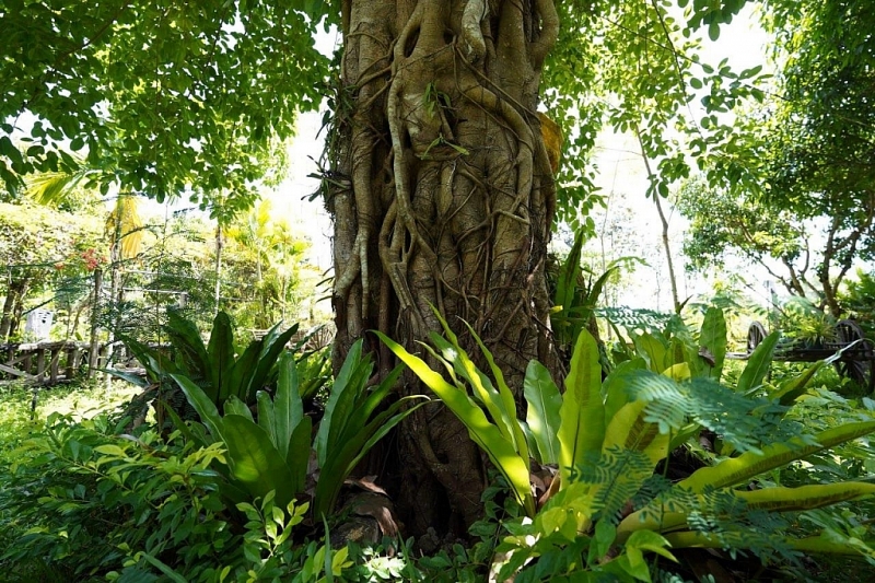 «Bong Thom Home Stay» ហ៊ុមព័ទ្ធដោយព្រៃ ស័ក្តិសមសម្រាប់សម្រាកលំហែ ពេលទៅលេងសៀមរាប