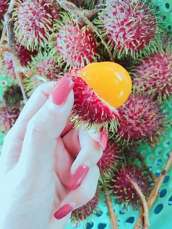 ភាពប្លែកគួរឲ្យចាប់អារម្មណ៍ចំពោះផ្លែសាវម៉ាវព្រៃនៅតាមតំបន់ខ្ពង់រាប Quang Nam ភាពប្លែកគួរឲ្យចាប់អារម្មណ៍ចំពោះផ្លែសាវម៉ាវព្រៃនៅតាមតំបន់ខ្ពង់រាប Quang Nam