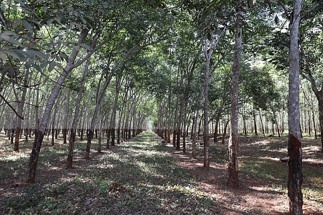 កម្ពុជា រកចំណូលបានជាង ២២១លានដុល្លារពីការលក់ជ័រកៅស៊ូ រយៈពេល៦ខែ