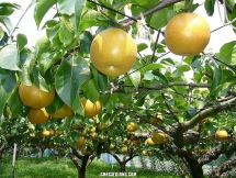 រដូវ​ផ្លែ​សារី​នៅ Lao Cai