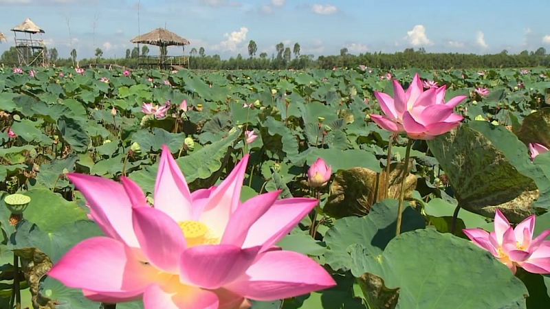 អញ្ជើញមកទស្សនាខេត្ត Dong Thap ដើម្បីរីករាយជាមួយតែផ្កាឈូកស្រស់