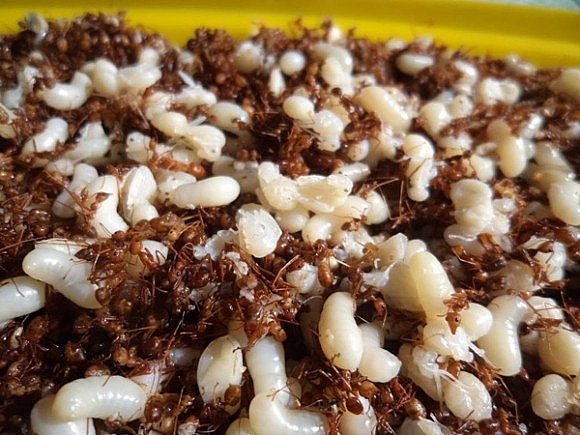 អាហារប្រចាំតំបន់ដ៏ពិសេសទាំង ១៥ មិនគួររំលងពេលមកខេត្ត Kon Tum អាហារប្រចាំតំបន់ដ៏ពិសេសទាំង ១៥ មិនគួររំលងនៅពេលមកខេត្ត Kon Tum