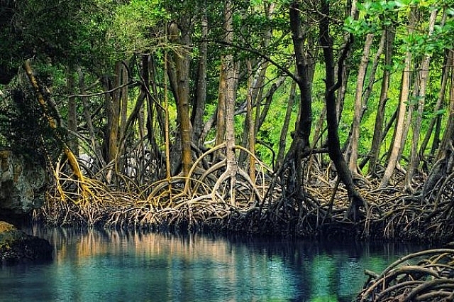 កោះកុង ទឹកដីនៃព្រៃកោងកាង កោះកុង ទឹកដីនៃព្រៃកោងកាង