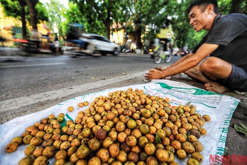 CNN: ទីក្រុងហាណូយ - ១ ក្នុងចំណោម ១២ គោលដៅល្អបំផុតនៅលើពិភពលោកក្នុងរដូវស្លឹកឈើជ្រុះ