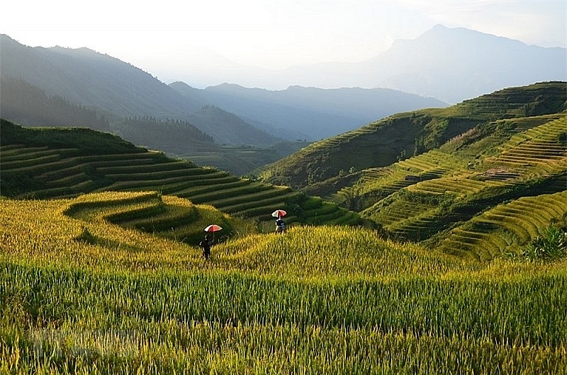 ជក់ចិត្តនឹងសម្រស់សាប៉ា (Sapa) នាពេលរដូវស្រូវទុំ