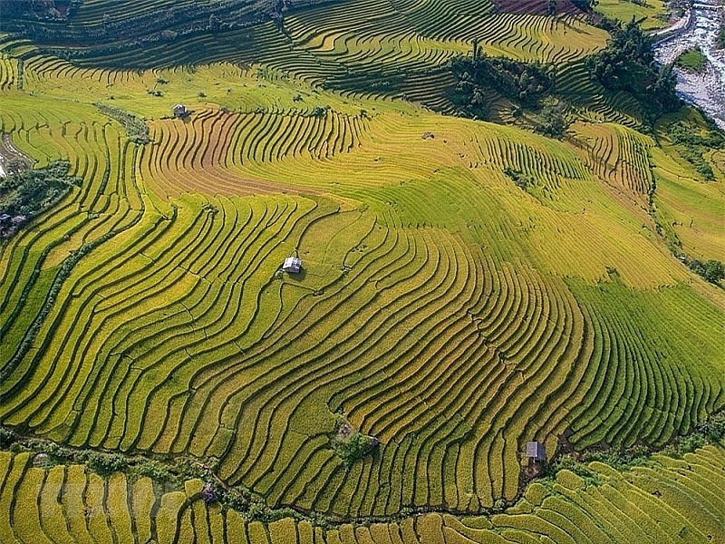 ជក់ចិត្តនឹងសម្រស់សាប៉ា (Sapa) នាពេលរដូវស្រូវទុំ