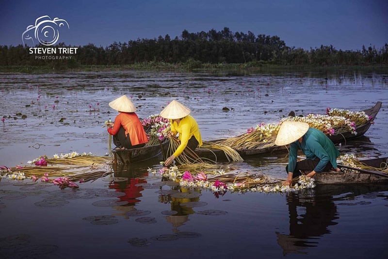 រដូវផ្ការីកនៅវាលស្រែផ្កាព្រលឹតដ៏ស្រស់ស្អាតនៅតំបន់ Moc Hoa​ ខេត្ត Long An