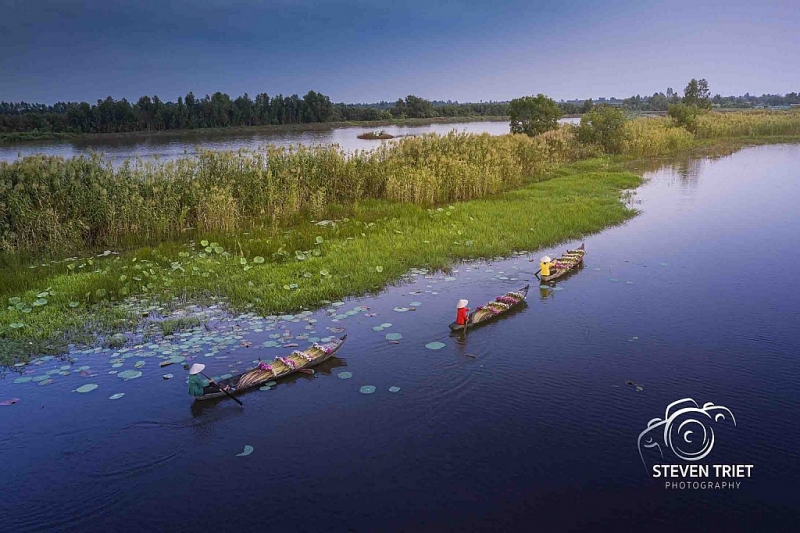 រដូវផ្ការីកនៅវាលស្រែផ្កាព្រលឹតដ៏ស្រស់ស្អាតនៅតំបន់ Moc Hoa​ ខេត្ត Long An