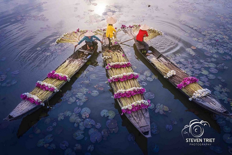 រដូវផ្ការីកនៅវាលស្រែផ្កាព្រលឹតដ៏ស្រស់ស្អាតនៅតំបន់ Moc Hoa​ ខេត្ត Long An
