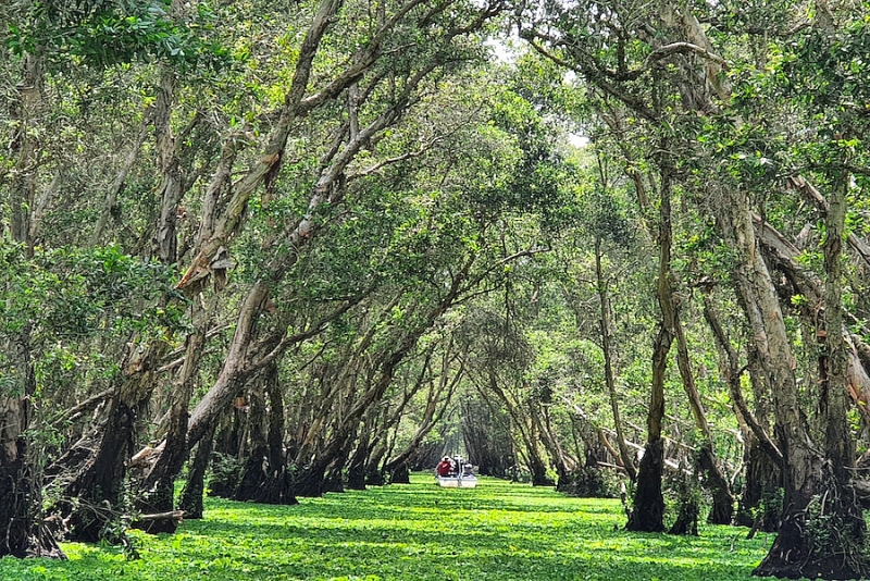 ប្រែក្លាយព្រៃ Tra Su Melaleuca ទៅជាគោលដៅទេសចរណ៍អន្តរជាតិ ប្រែក្លាយព្រៃ Tra Su Melaleuca ទៅជាគោលដៅទេសចរណ៍អន្តរជាតិ