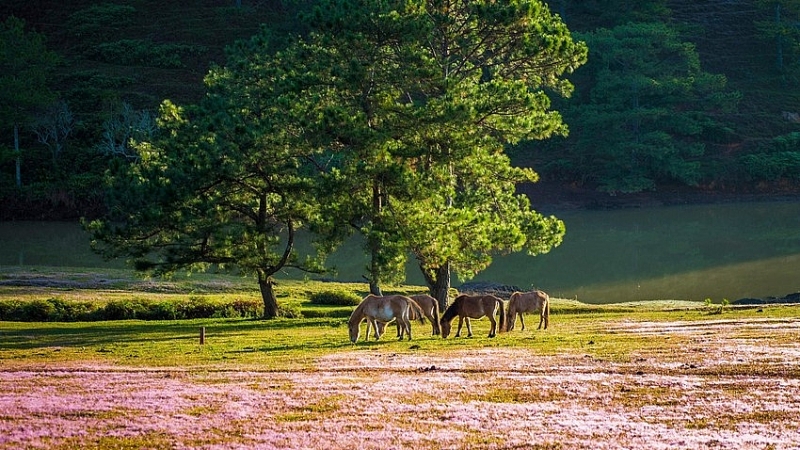 តោះទៅ Lam Dong ដើម្បីចូលរួមពិធីបុណ្យផ្កា Da Lat៖ កុំភ្លេចទៅ 'Check in' ទួលស្មៅពណ៌ផ្កាឈូក