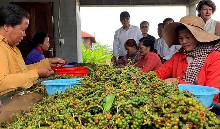 ផលិតម្រេចនិងគ្រឿងទេសដែលមានគុណភាពត្រូវបានជំរុញ ផលិតម្រេចនិងគ្រឿងទេសដែលមានគុណភាពត្រូវបានជំរុញ