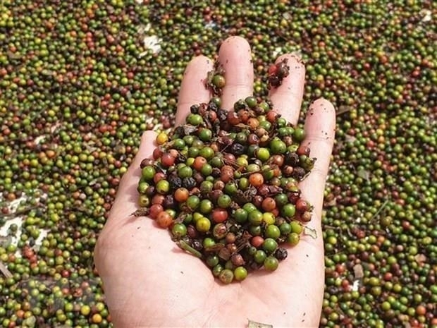 undefined 1040 evfta opens door wide for vietnams agricultural produces experts