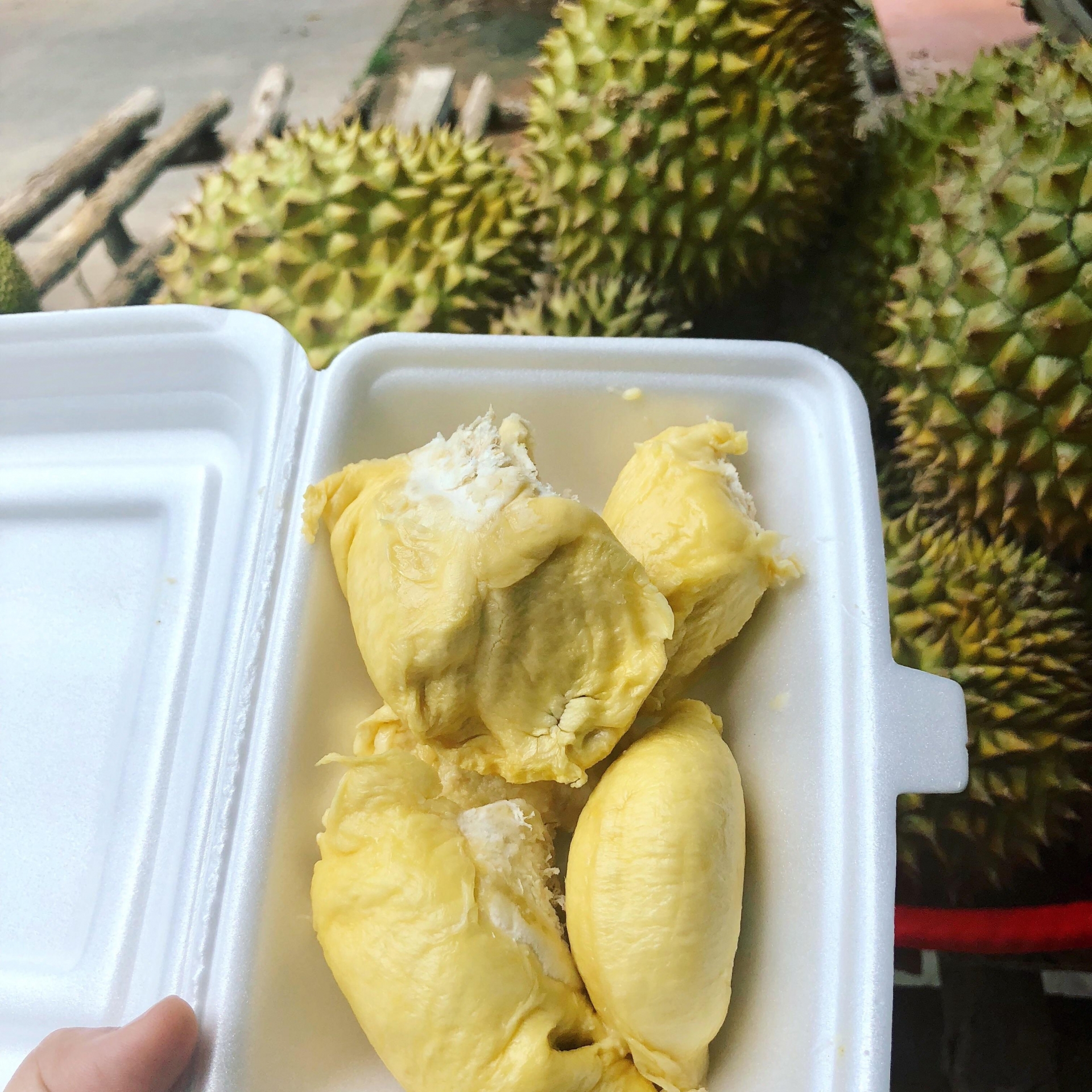 undefined 1151 durian visting viet nam