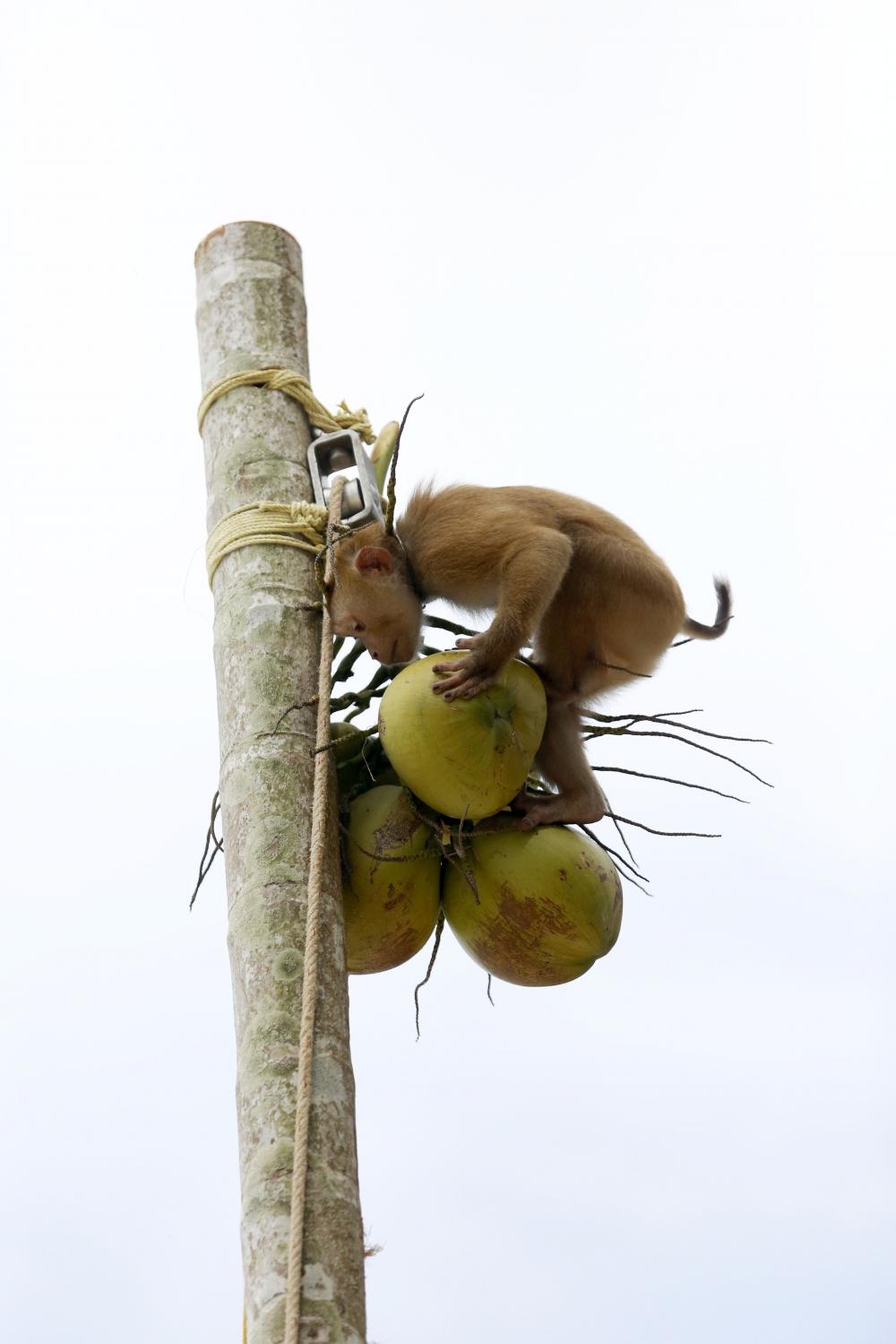 Western retailers boycott Thai coconuts over inhumane monkey labour 2055 3682148