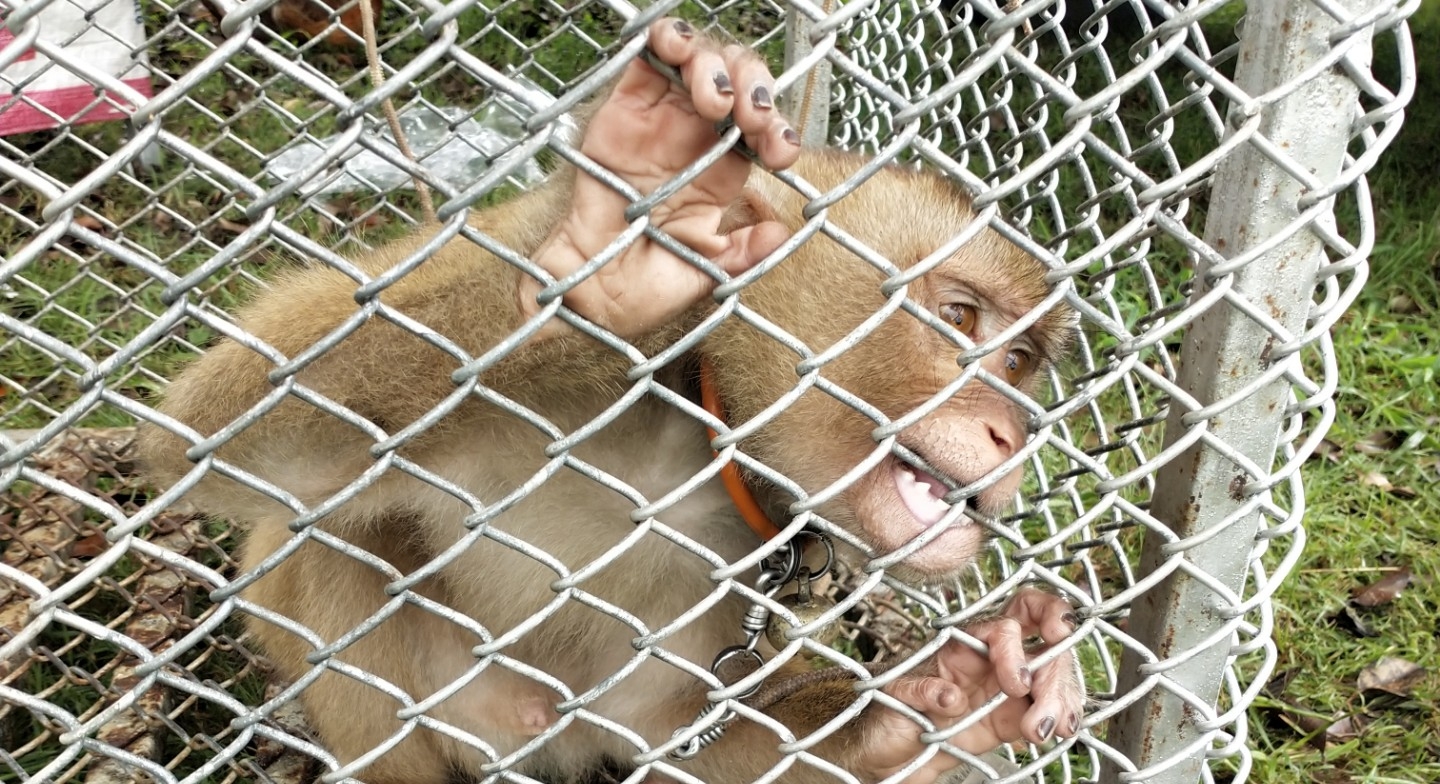 Western retailers boycott Thai coconuts over inhumane monkey labour 2644 petaasiacoconutmonkeylarge1