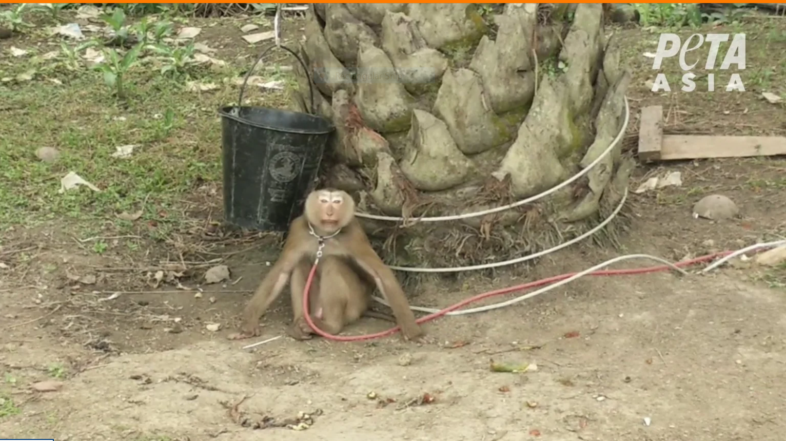 Western retailers boycott Thai coconuts over inhumane monkey labour 3149 2
