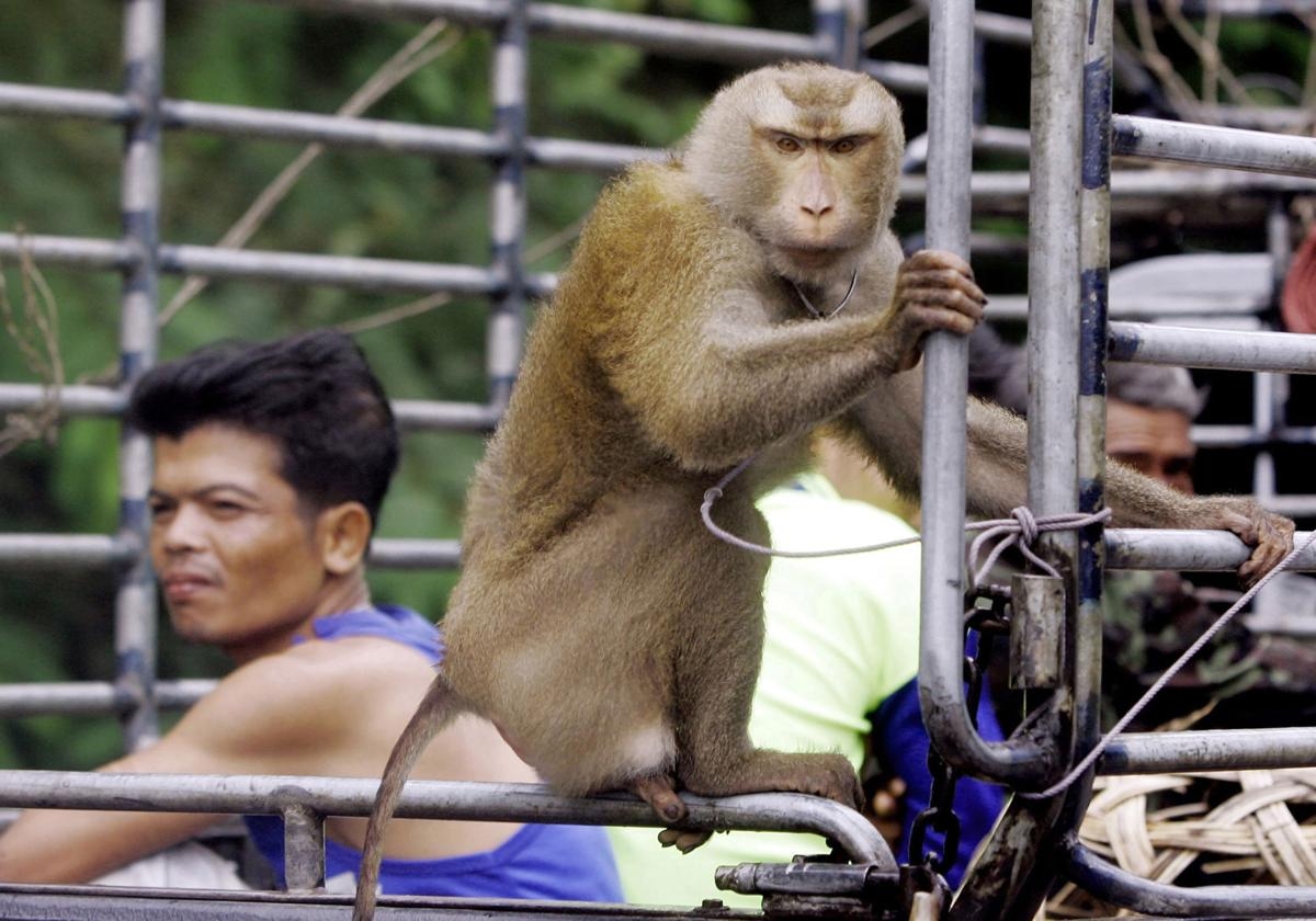 A working monkey is on the pickup truct with its owner. 4248 5f043a08abd21image