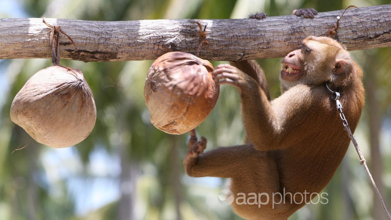 Thailand says coconut-picking monkeys are mostly a tourist attraction and are not harmed. Image by EPA PHOTO 5056 ea7333f6 425b 4b8a b24e b2ced5d52548