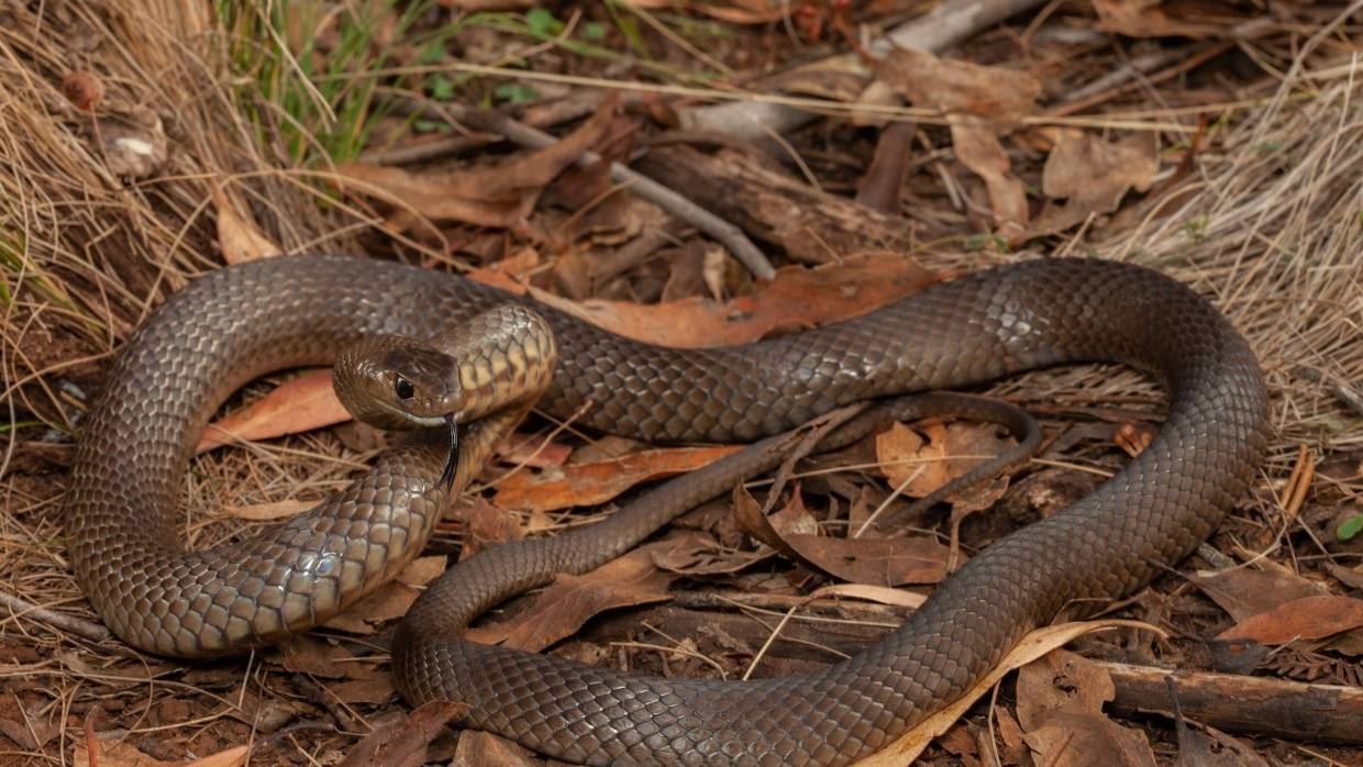 An Australian eastern brown snake. 2032 1594253503258