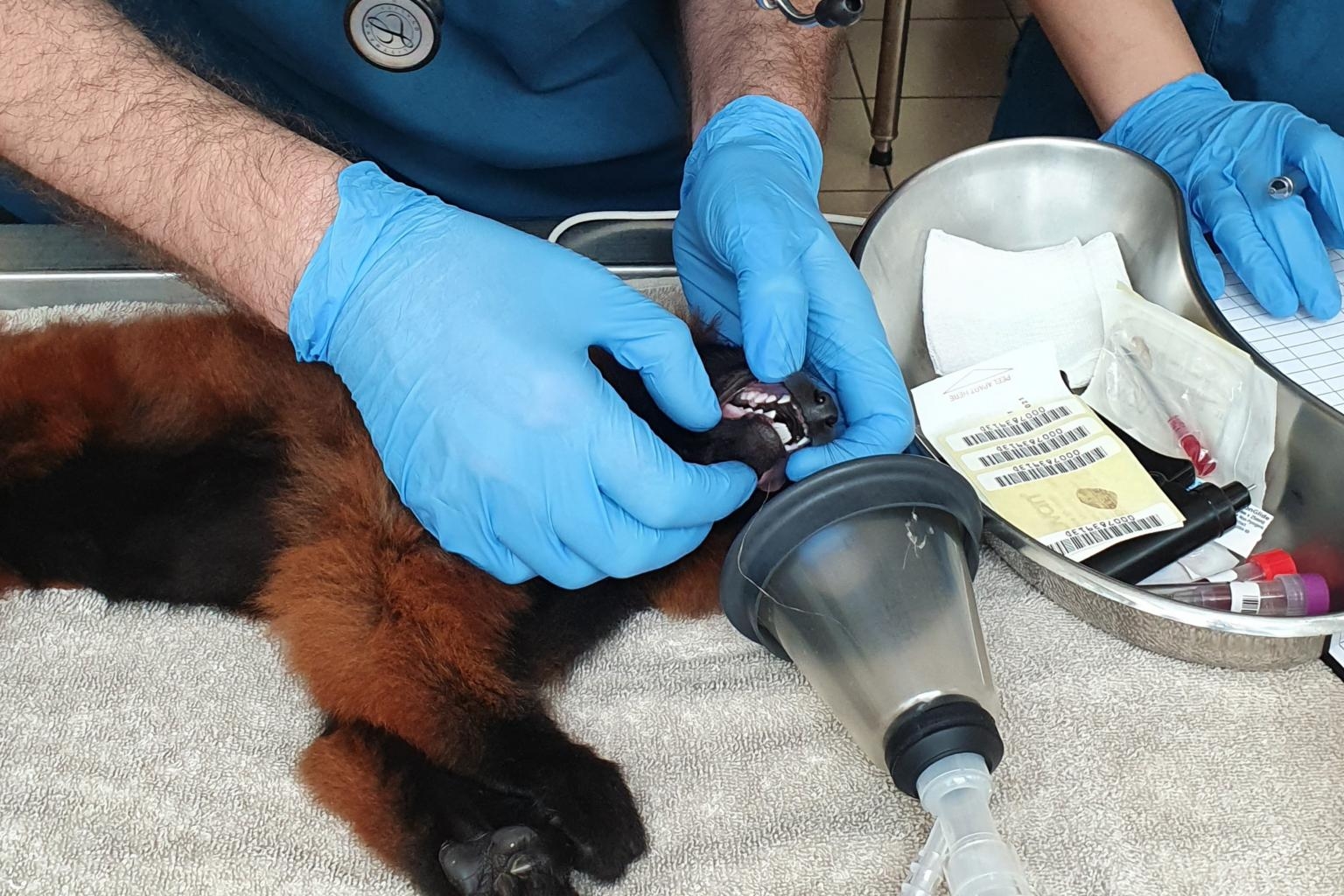 Red ruffed lemurs are native to the north-eastern part of Madagascar. PHOTO: WILDLIFE RESERVES SINGAPORE 3955 tl lemurbaby 160720