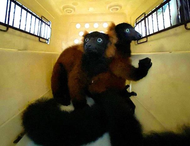 The twin red ruffed lemurs are now about five months old and have begun to welcome visitors, following the zoo's reopening on Jul 6. 4116 red ruffed lemur babies singapore zoo
