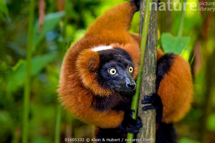Red-ruffed lemur (Varecia rubra) in tree in tropical forest, Madagascar. 4300 01605332