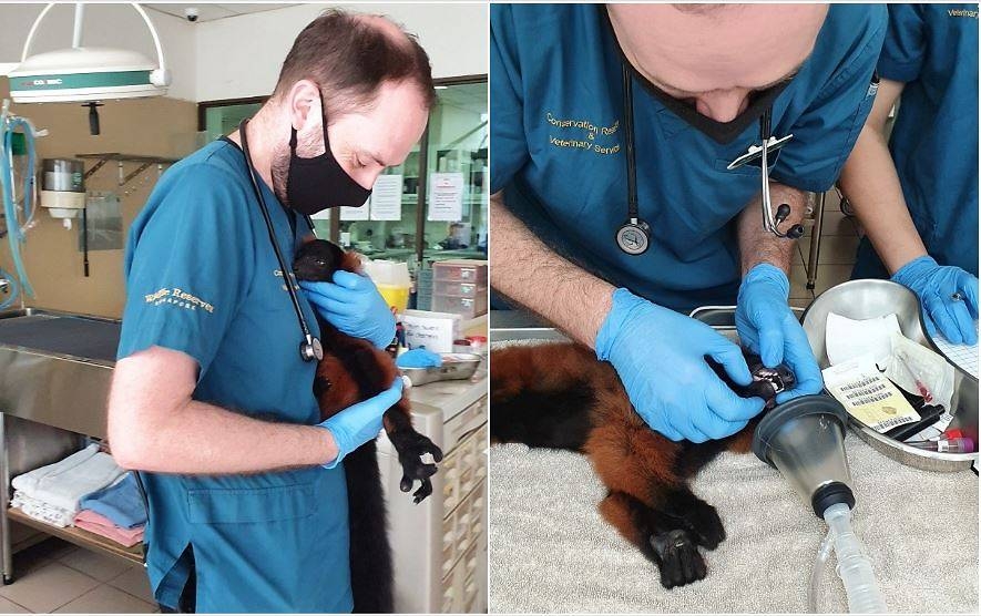 undefined 4941 red ruffed lemur babies singapore zoo 1