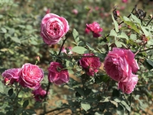 Beautiful rose garden of a female lawyer in Hanoi