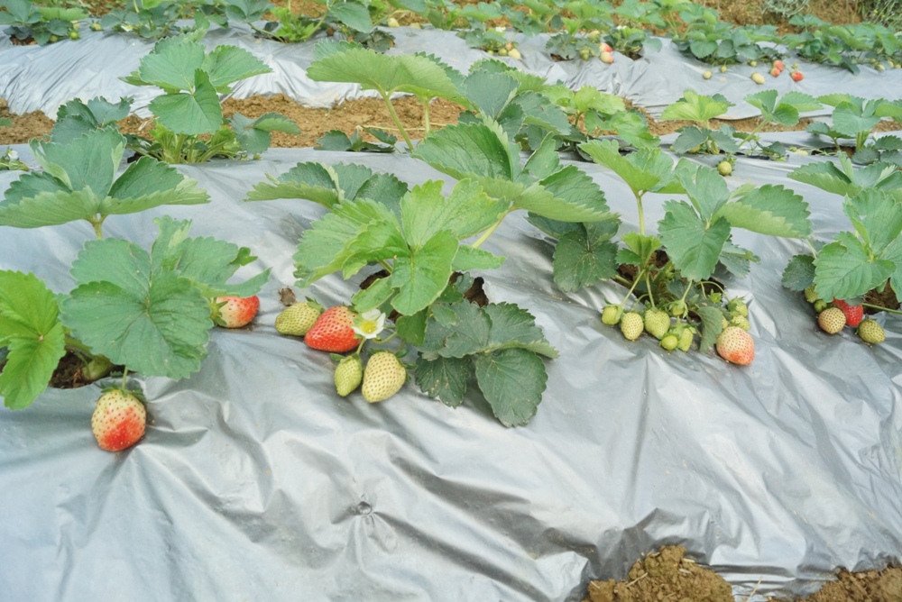 Stay Fresh: Water-rich Winter Fruits and Vegetables Stay Fresh: Water-rich Winter Fruits and Vegetables
