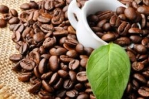 forest degradation and forest landscape restoration through cafe redd
