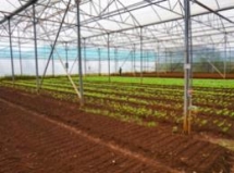in vietnam an organic farmer tackles an agricultural paradox