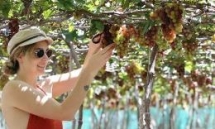 fruit laden vineyards must discover attraction in ninh thuan