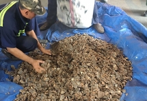 pangolin officially removed from chinese traditional medicine list
