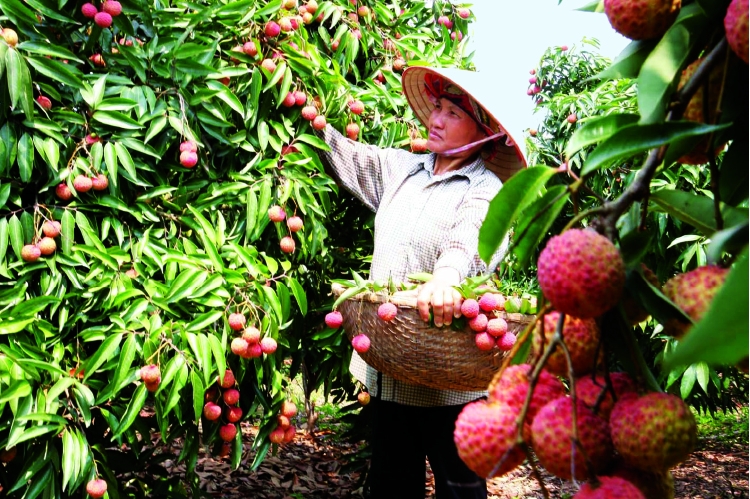 Malaysian newspaper highlights burgeoning Vietnamese fruit exports Malaysian newspaper highlights burgeoning Vietnamese fruit exports