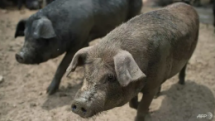 Localities nationwide apply drastic measures against African Swine Fever