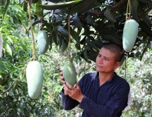 yen chau mango festival 2018 kicks off