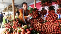 vietnams lychees export to singapore us australia