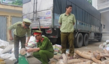netizens burst outrage over death of prenant elephant eating pineapple stuffed with firecrackers