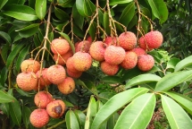 over 300 chinese traders and japanese experts are allowed to arrive in vietnam to buy lychees