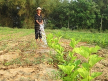 us firm considers usd50m investment in silkworm development