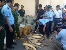 pangolin officially removed from chinese traditional medicine list
