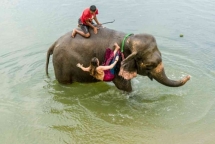 netizens burst outrage over death of prenant elephant eating pineapple stuffed with firecrackers